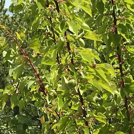 Langa Plaja Diana شقة مانغاليا