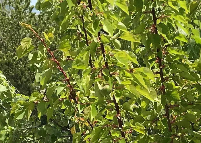 Langa Plaja Diana Apartment Mangalia